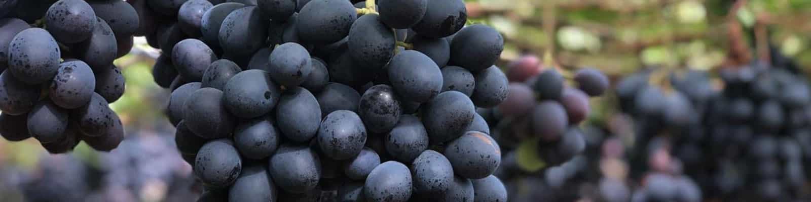 Uva Vitória Capa - NovaEra Distribuidora e Importadora de Frutas